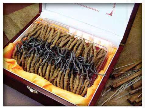 灵山冬虫夏草回收?